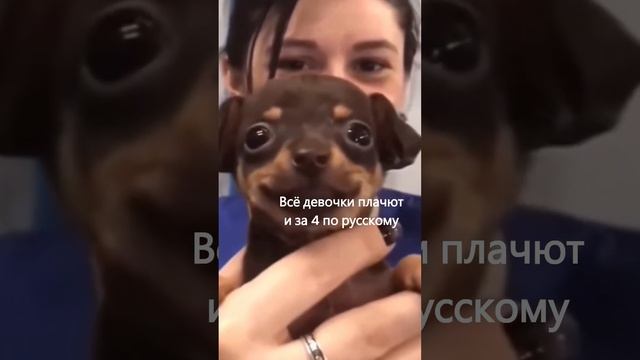 Шиза #memes #shorts #shortsvideo смотреть онлайн