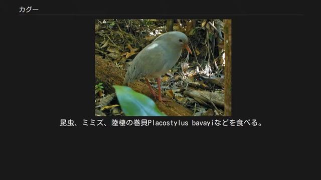 カグー смотреть онлайн