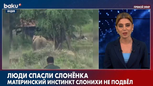 Слониха Вышла к Людям и Попросила Помочь Ей Спасти Слонёнка | Baku TV | RU смотреть онлайн