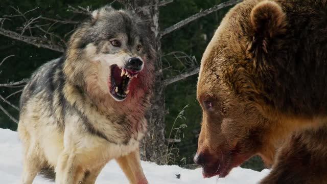 WÁRЪ WÀR$ - Русский Медведь | ВОЙНÀ ВÓЙН