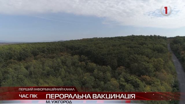 Протидія сказу: на Закарпатті стартувала вакцинація диких тварин вручну смотреть онлайн