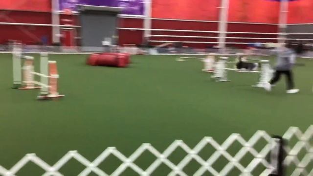 Purina Farms Agility Trial 2/2/2019