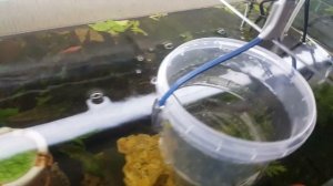 Отсадник для живородящих рыб своими руками