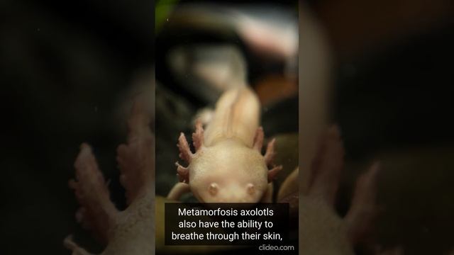 Axolotl смотреть онлайн