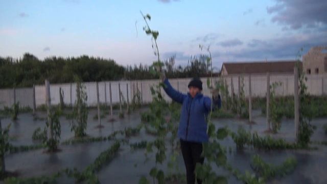Формировка кустов винограда на два рукава в первый год вегетации. 2022 г. смотреть онлайн