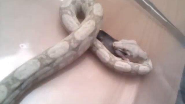 Sanke's first rat. смотреть онлайн