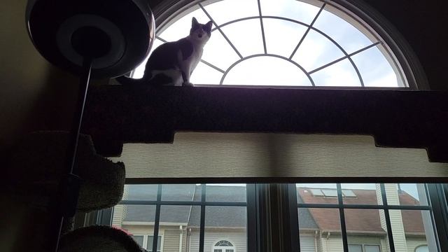 Wilson jumping from sofa to high window. смотреть онлайн