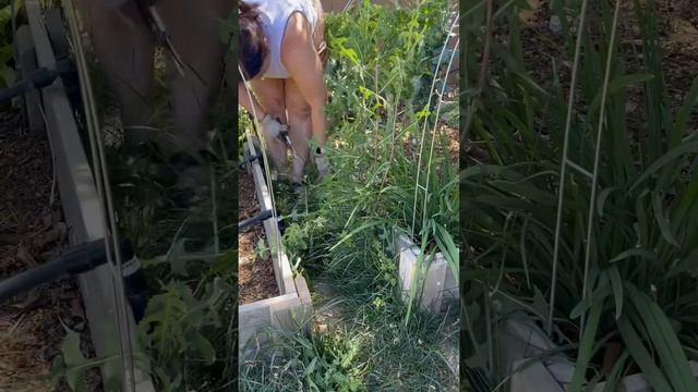 Managing Weeds In The Garden #AD #Messinas #BecauseItWorks #Sponsored #Garden #Pulverize