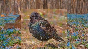 Скворцы на крыльях Весну принесли!