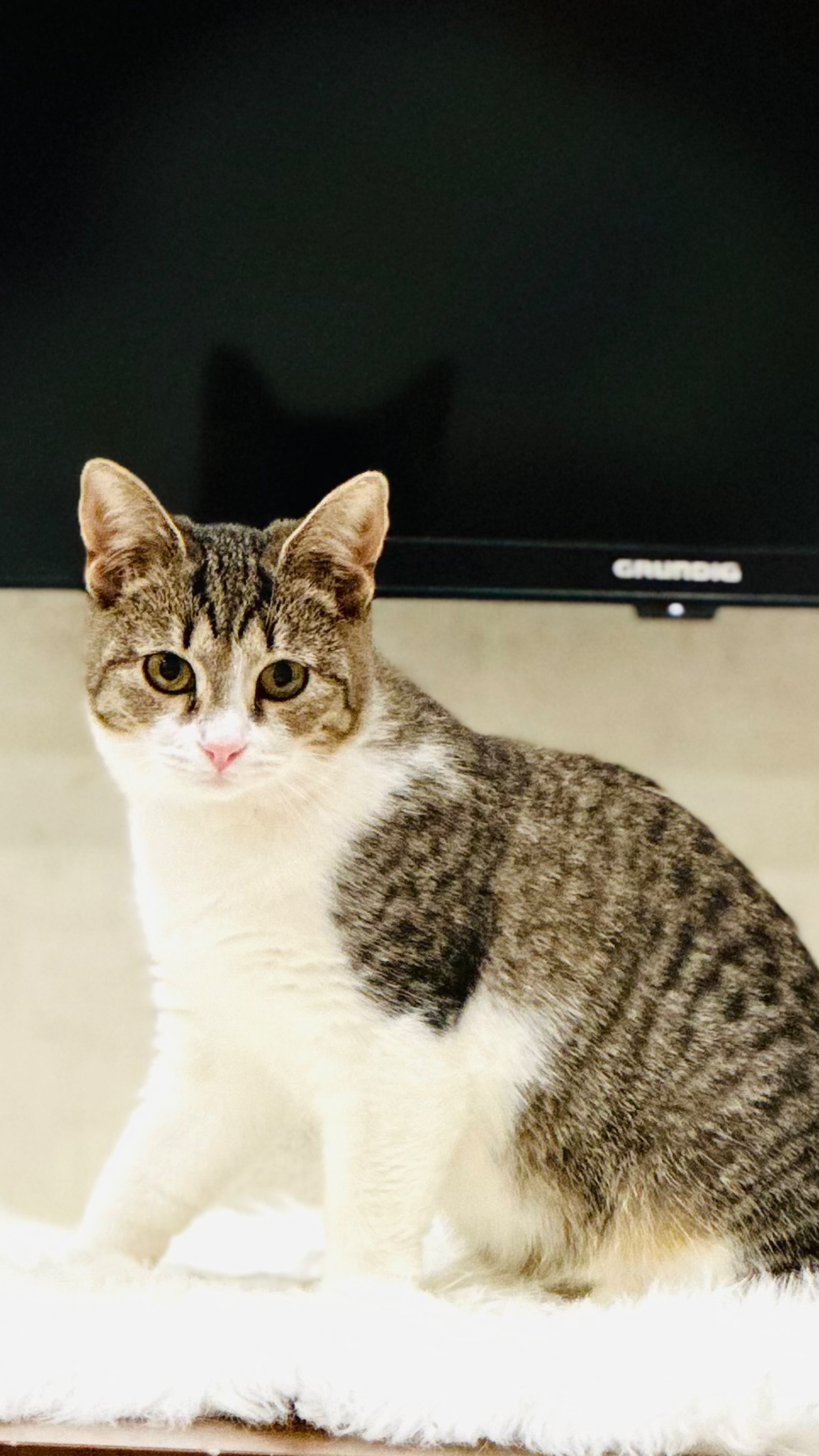 Котенок Степашка ищет дом смотреть онлайн