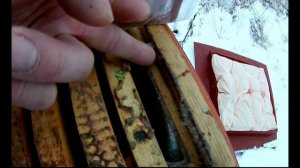 Зимовка пчёл на сетчатом дне, это реальность, а не миф!