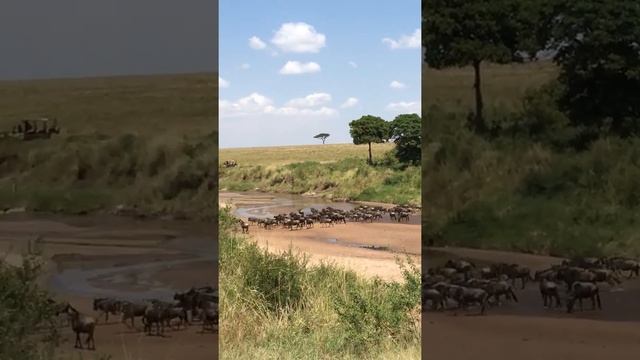 The Great Migration From Tanzania To Kenya Over The Mara River