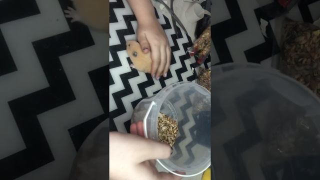 Обзор кормов для хомяка:3 дорогой VS дешовый🙀🐹 смотреть онлайн