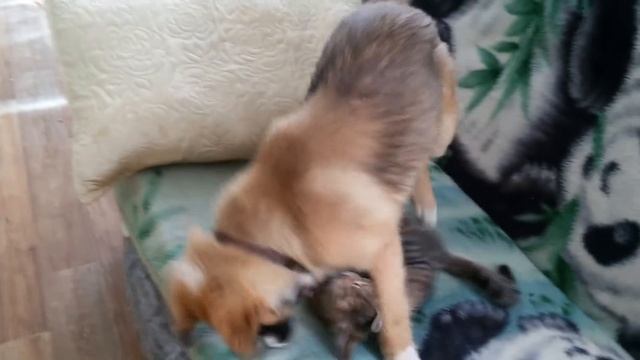 Собака и кошка-борьба за место смотреть онлайн