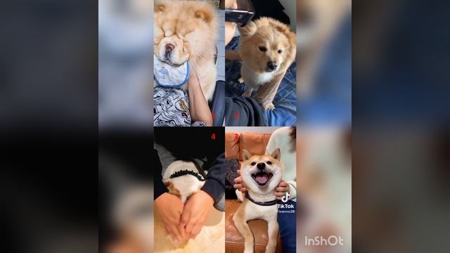 Приколы с животными 2022г смешные животные смотреть онлайн