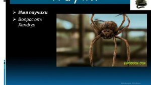 Пауки на Kinodoom.com. Версия БЕЗ звука.