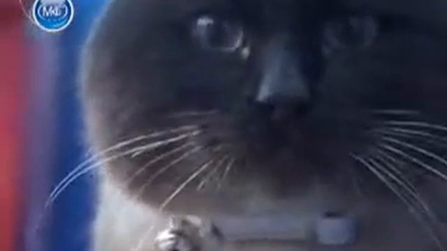 Преданный голубоглазый кот смотреть онлайн