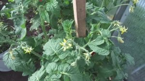 ТОМАТ КЛУША - КАК МОЖНО ФОРМИРОВАТЬ КУСТ? ОГОРОДНАЯ АЗБУКА ОЛЬГИ ЧЕРНОВОЙ.