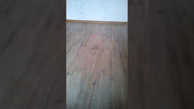 Тайная жизнь домашних животных