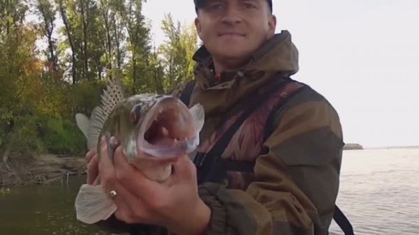 ПОКЛЕВКА СУДАКА НА ПРИМАНКУ KEITECH MAD WAG 17см