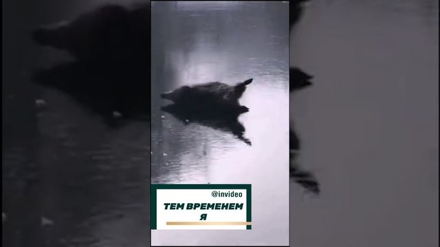 Когда друзья пригласили на каток