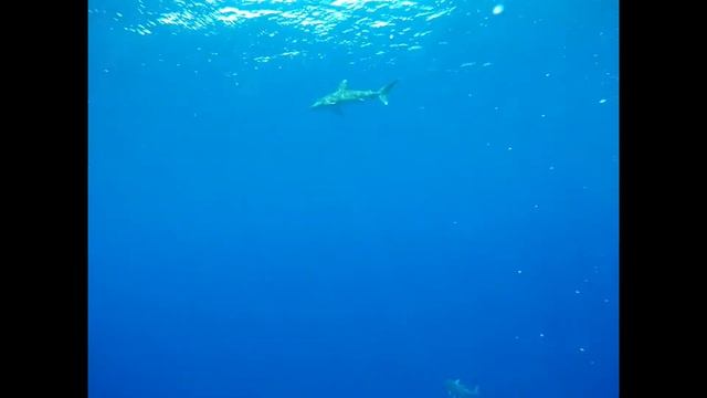 Carcharhinus longimanus смотреть онлайн