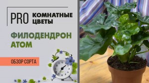 Филодендрон Атом. Обзор сорта. Кустовой и кудрявый красавчик. Комнатное растение для услады глаз.