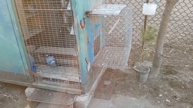 СПОРТИВНІ ГОЛУБИ Підготовка до будови ГОЛУБЯТНІ GOLEBIE POCZTOWE SPORT PIGEONS смотреть онлайн