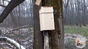 Приманка на куницу и соболя "Путик". Охота на куницу с капканами