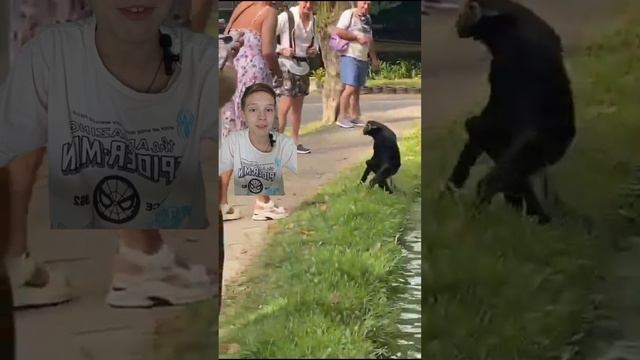 История о Гибоне