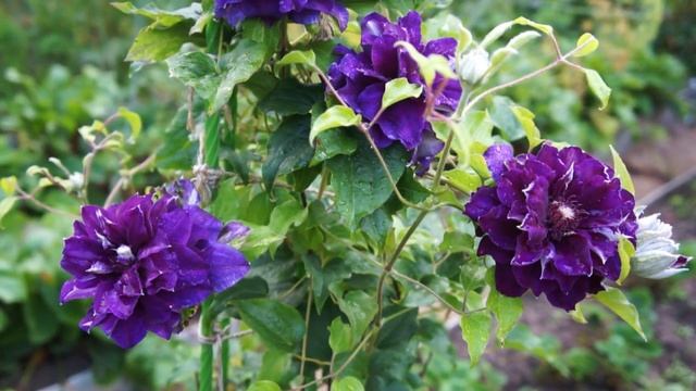 Клематис Шин Шигоку- великолепный и вместе с тем неприхотливый сорт