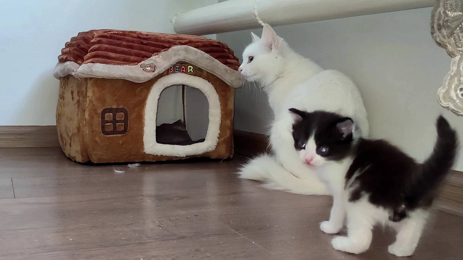 Смешные котята 1. Смешные моменты. Коллекция. #БЕЛКА Часть 1. 2025 смотреть онлайн