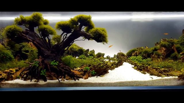 My first aquascape. 80 days after setup. Мой первый аквариум. 80 дней после запуска. смотреть онлайн
