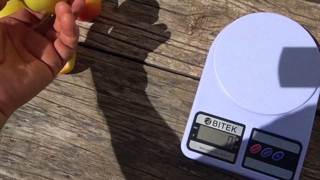 Абрикос АЛЬФА / Обзор на 6 и 11 июля 2024г.