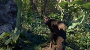 Танцы обезьян