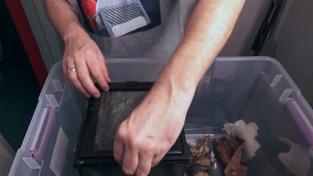 HUNTSMAN DAVIDBOWIE- Heteropoda Davidbowie Enclosure Maintenance+funny Feeding
