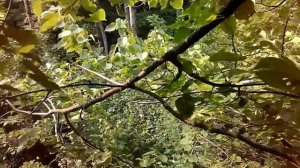 Охота на барсука. Как найти нору барсука?