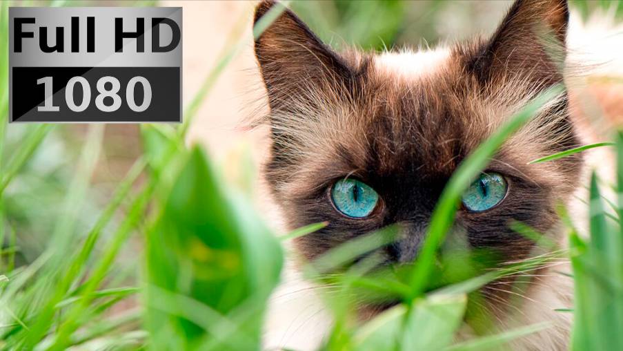 КРАСИВЕЙШИЕ КОШКИ В ХОРОШЕМ КАЧЕСТВЕ смотреть онлайн