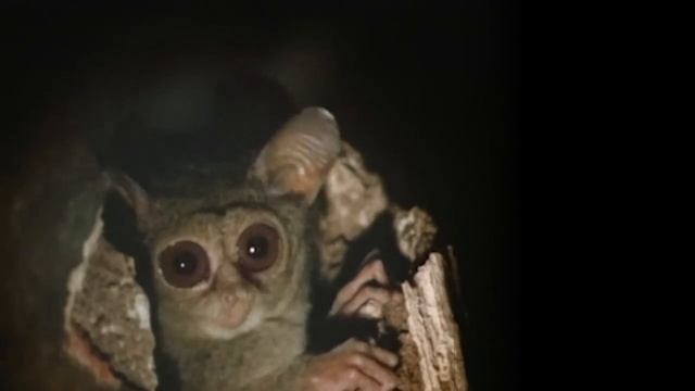 True Facts About The Tarsier