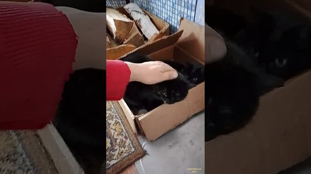 В Тесноте Да Не В обиде смотреть онлайн