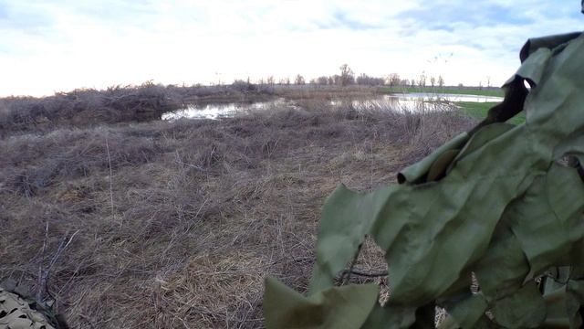 Открытие весенней охоты на селезня 2024 смотреть онлайн