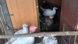 Гнёзда для индюков. Turkey nests.