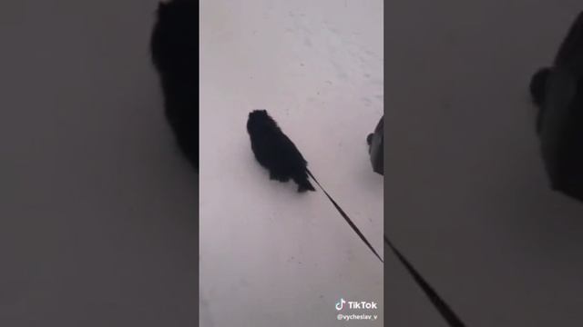 Настоящий друг смотреть онлайн