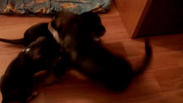 Маленькие щенки смотреть онлайн