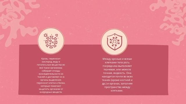 8 класс биология. Транспорт веществ.Джамалова Элиф 8Д