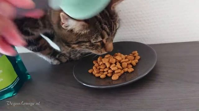 MIJN LIEVE KATJE IS DOL OP KATTENGRAS EN KAUWT HET SNEL WEG (WAARSCHUWING SMAK GELUIDEN ASMR) смотреть онлайн