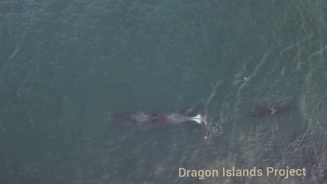 Dragon Islands. Whales. смотреть онлайн