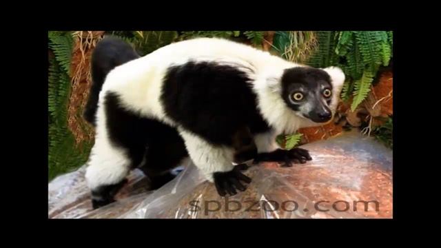 ЛЕМУР ВАРИ часть 8 смотреть онлайн