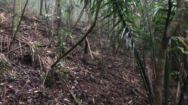 Trilha do Pico Da Tijuca | Parque Nacional da Tijuca - Rio de Janeiro смотреть онлайн