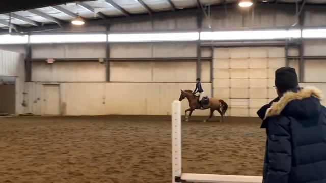 Scandia- 7 year old Hanoverian mare смотреть онлайн
